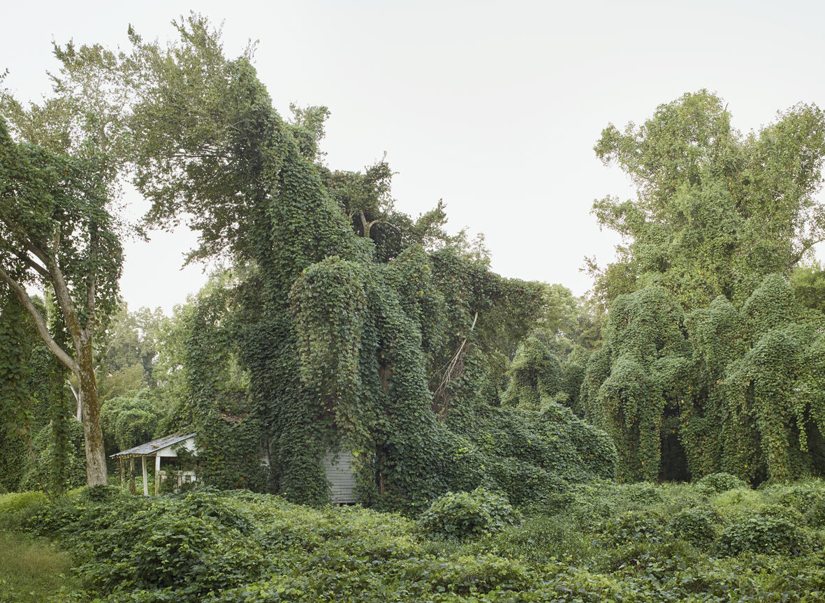 Kudzu