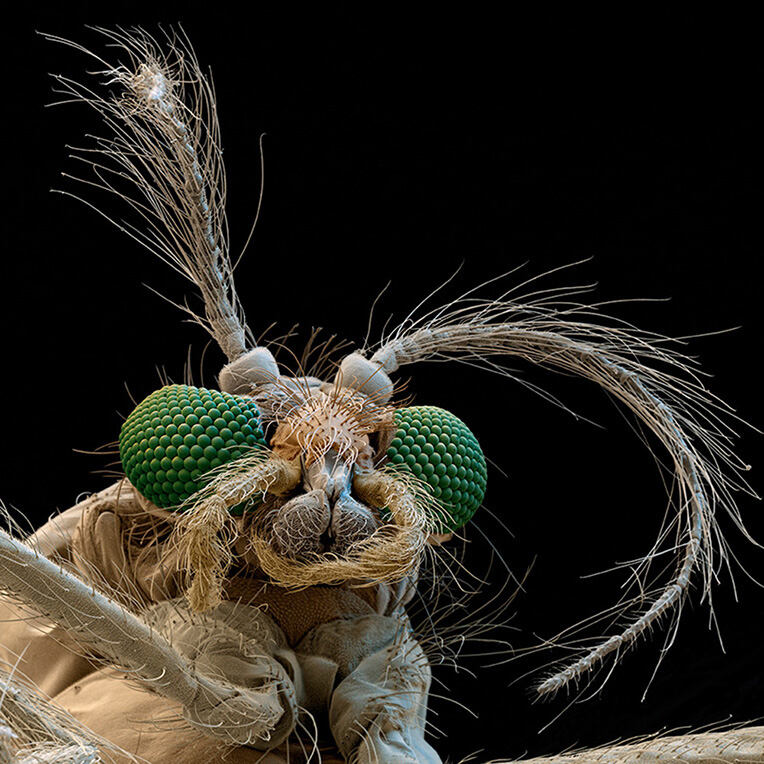 Öffentliche Ausstellungsführung Metamorphosen
