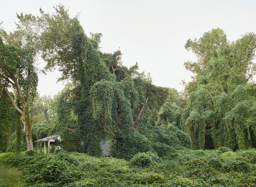 Kudzu - Ausstellungsführungen