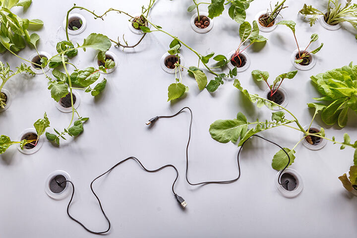 Ausstellungseröffnung: Im Grunde verbunden. Plant connection
