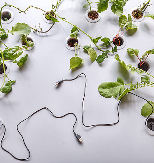 Ausstellungseröffnung: Im Grunde verbunden. Plant connection
