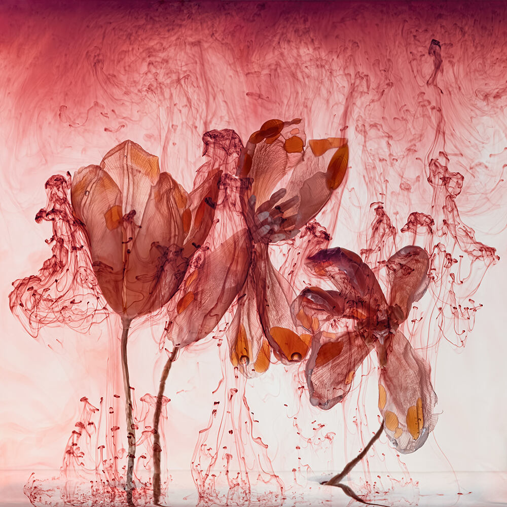 Kathrin Linkersdorff: Microverse