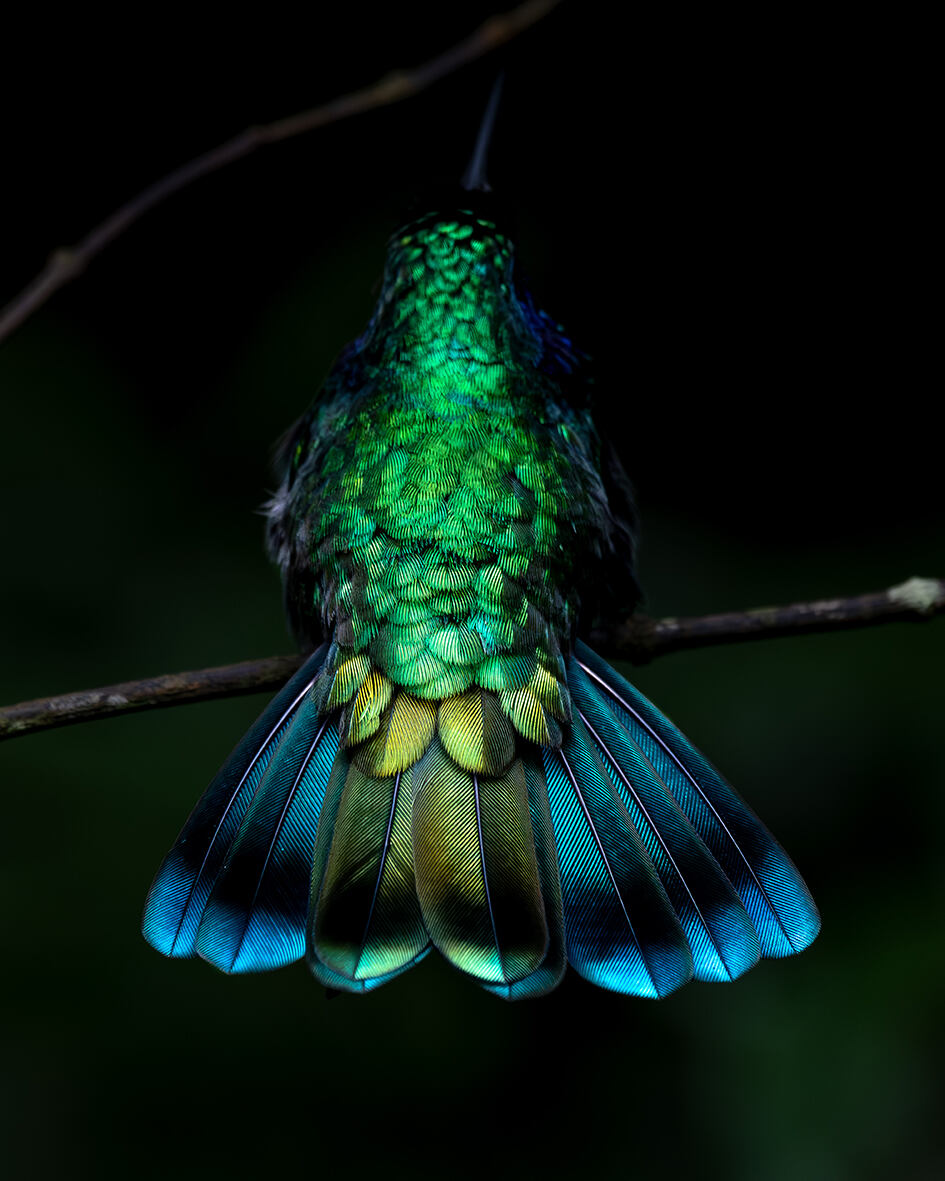 Im Urwald von Costa Rica
