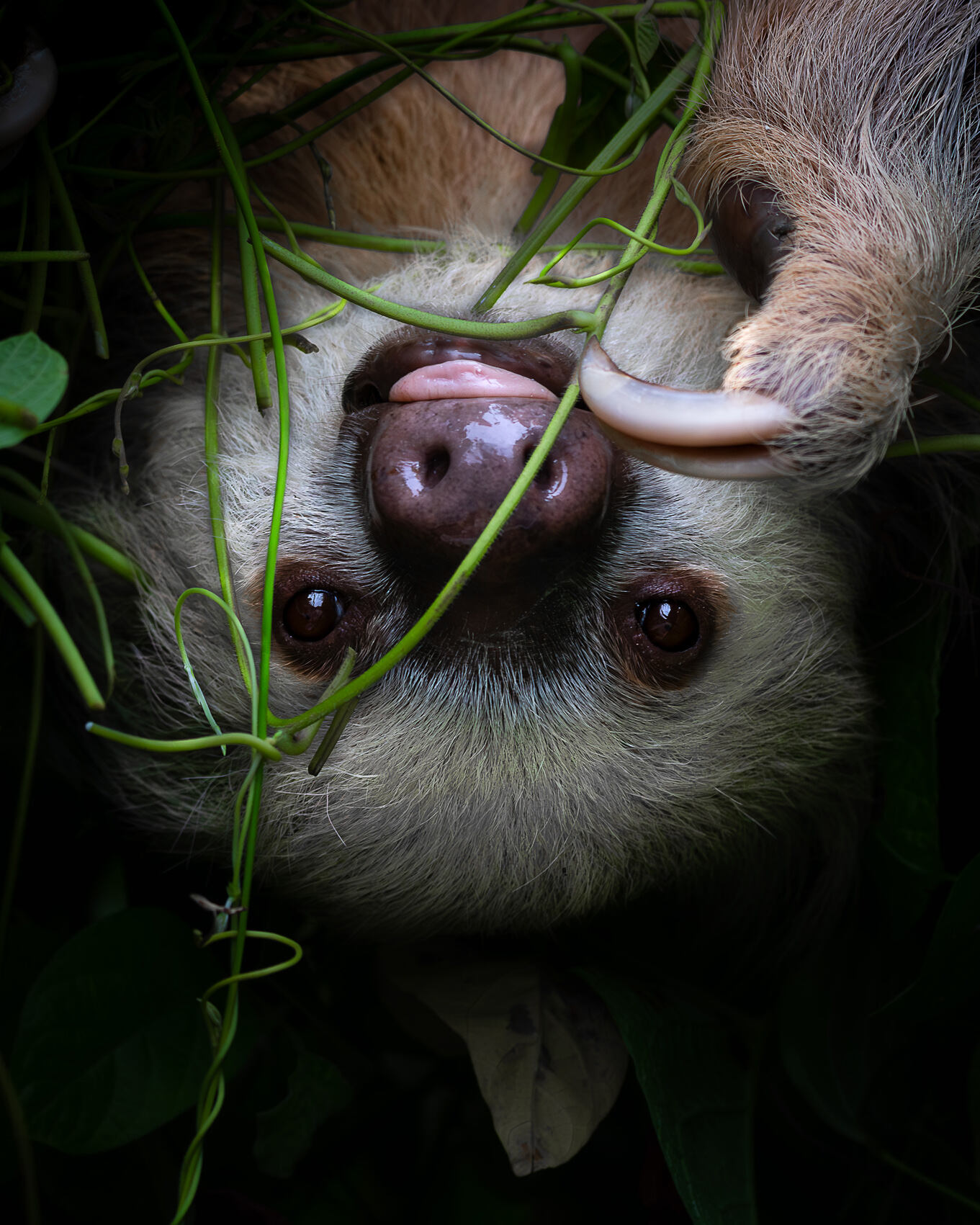 Ausstellungseröffnung: Im Urwald von Costa Rica