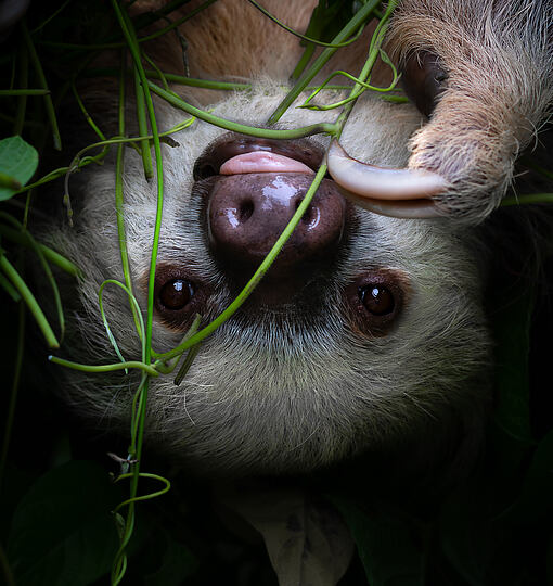 Ausstellungseröffnung: Im Urwald von Costa Rica