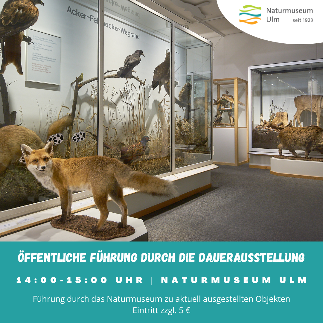 Öffentliche Führung durch die Dauerausstellung des Naturmuseums