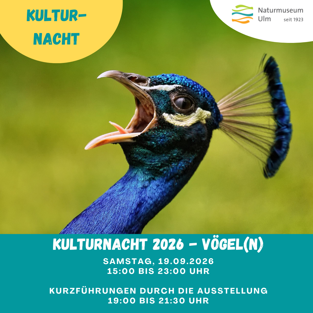 Vögel(n)