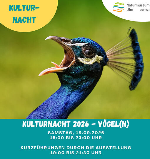 Vögel(n)